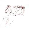 izanne wiid nguni 015