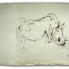 izanne wiid rhino 003