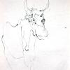 izanne wiid nguni 017
