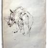 izanne wiid rhino 001