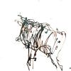izanne wiid nguni 010